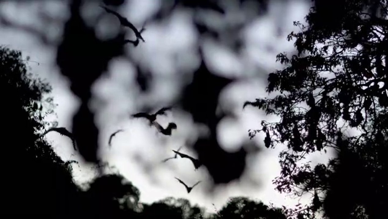 Virus Hunters 2020 - National Geographic