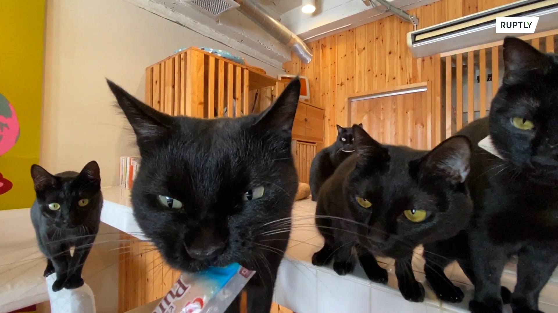 Black cats cafe deals