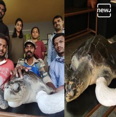 Turtle Survived Through Artificial Legs In Kolhapur