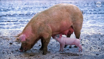 Le coronavirus porcin pourrait potentiellement passer de l’animal à l’Homme