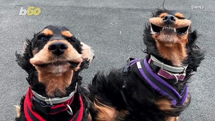 Adorable Dogs Pose For Camera With Enormous Smiles as Heavy Winds Reveal Pearly Whites