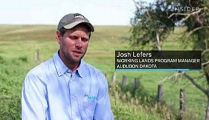 A beef delivery startup is trying to change the meat industry by preserving bird populations on US ranches