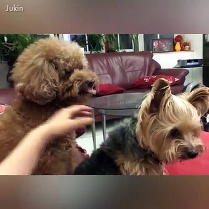 jaloux moi tu rigoles