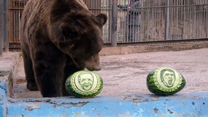 US Elections: Siberian bear and tiger predict Biden victory