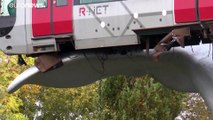 شاهد: كيف أنقذ ذيل حوت قطار مترو هولندي من التحطم؟
