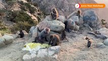 Monkeying around- Primates enjoy a picnic in Saudi Arabia