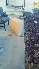 Lady Receives Package with a Snake in it