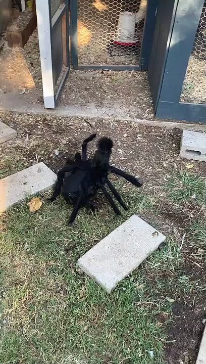Spider Chicken Has Feathered Friends Concerned