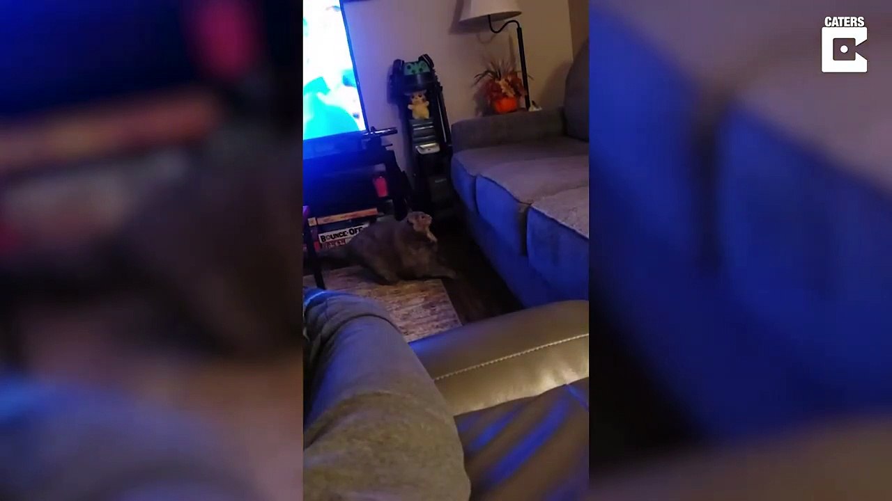 Ce gros chat donne tout pour monter sur le canapé... galère d'être en surpoids