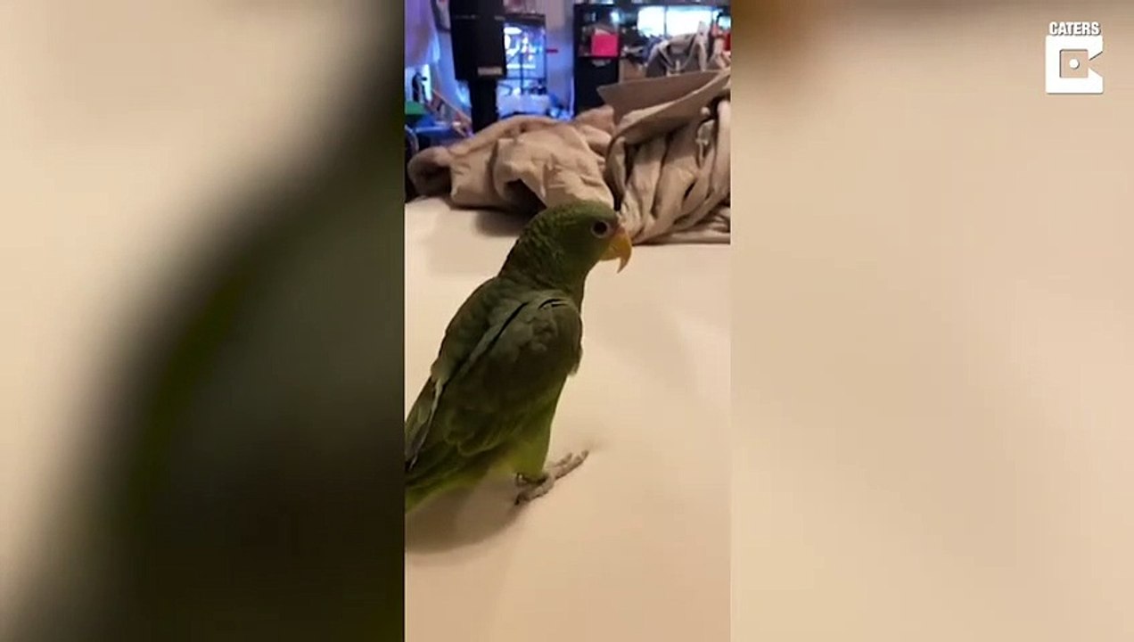 Il a appris à son perroquet à faire des check... Trop mignon