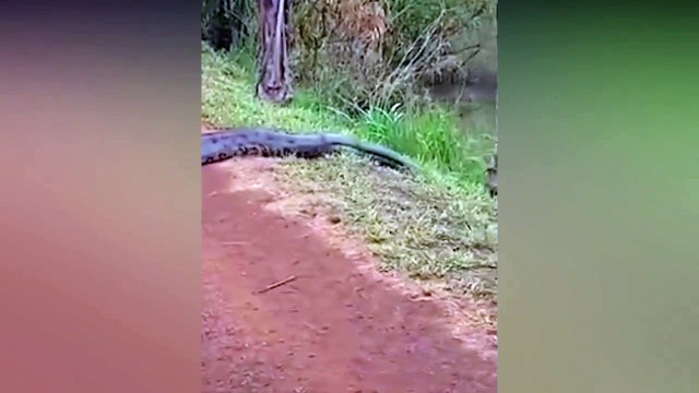 Il pense filmer un anaconda... alors qu'ils sont 2