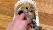 cuat cat