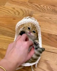 cuat cat