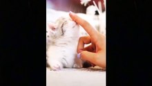 Cute And Funny Pets _ Try Not To Laugh To These Pets Compilation #14 Cutest Lands