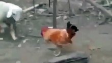 Try Not To Laugh Animals -  Funny Animal and Human Fails Videos 2020