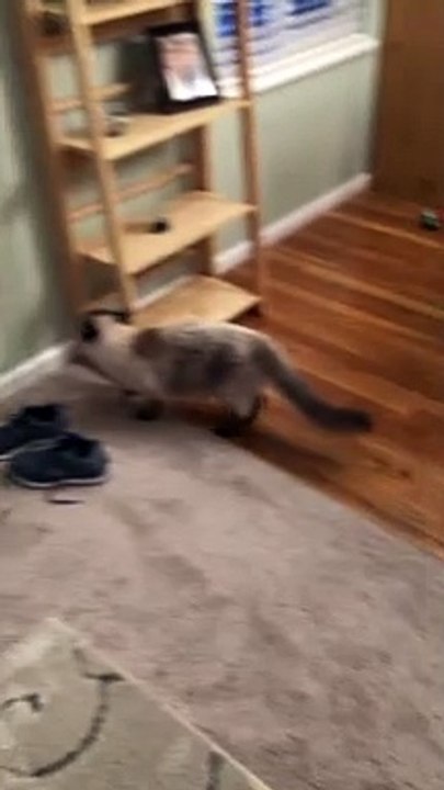 Cat Runs into Wall Chasing Laser