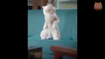 Trate de no reírse - Videos divertidos de gatos y perros #16