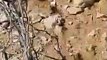 תיעוד נדיר ומיוחד: סרטון של שתיים מחיות הבר הנדירות באזור אילת, אוכלות ביחד, אחרי הגשם