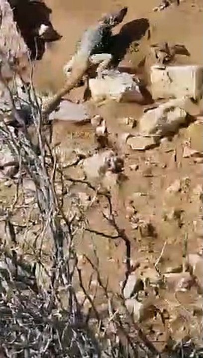תיעוד נדיר ומיוחד: סרטון של שתיים מחיות הבר הנד...