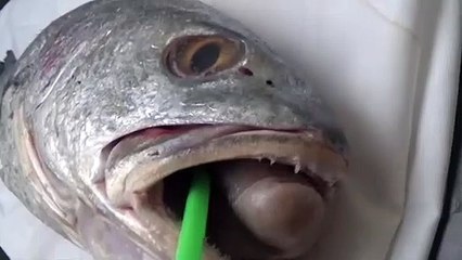 How To Revive a Fish