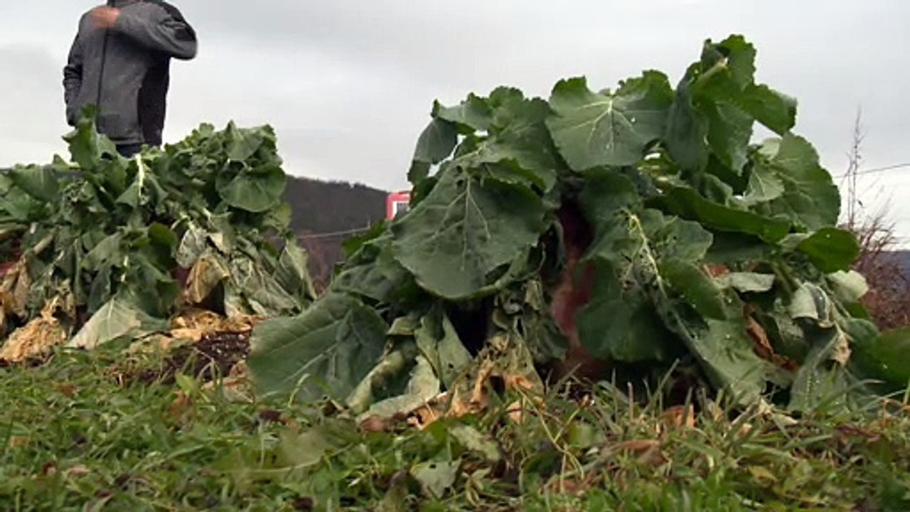 Il bat le record du plus gros navet au monde à Carleton-sur-Mer !