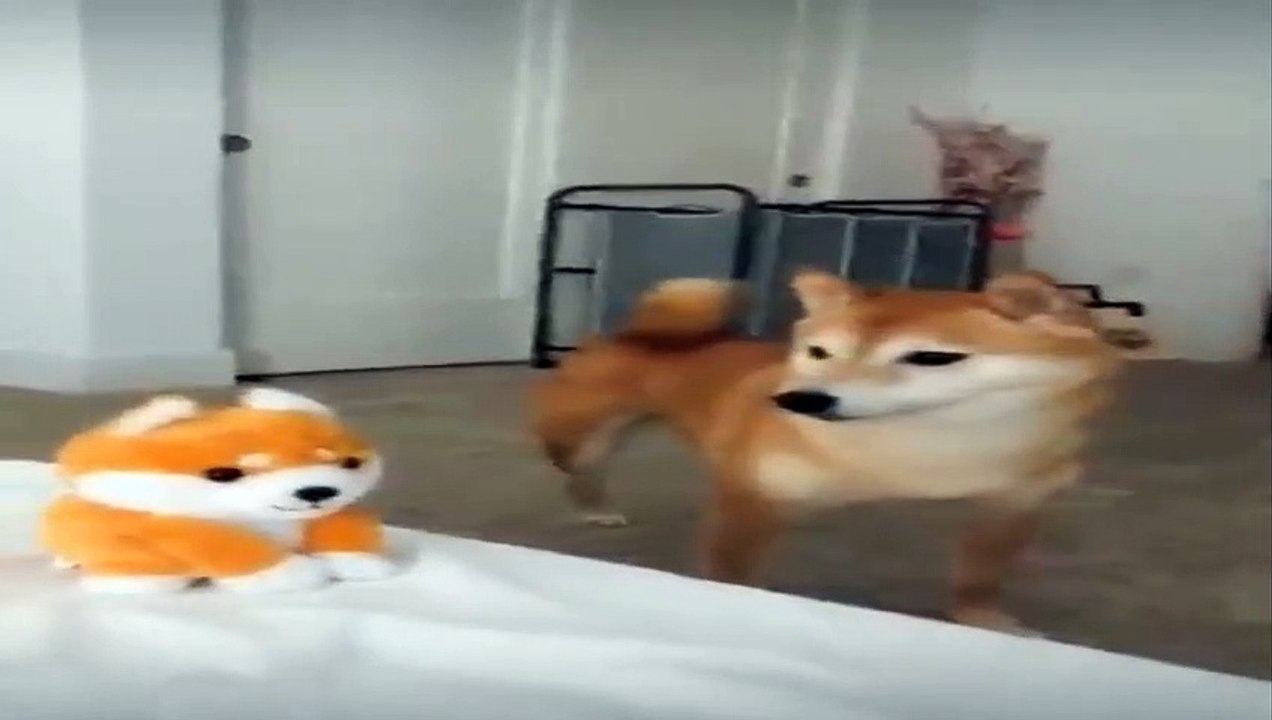 Cute and Funny Cats  and dogs Videos Compilation