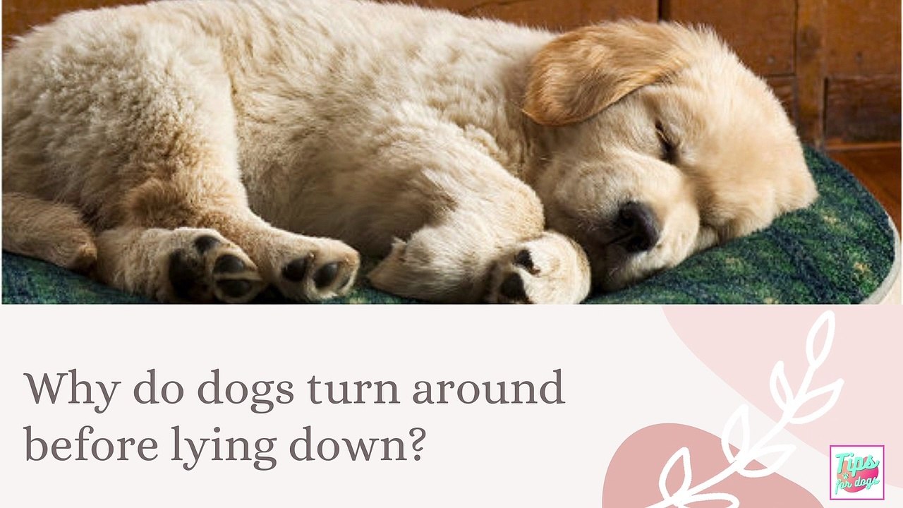 Why do dogs turn around before lying down video Dailymotion
