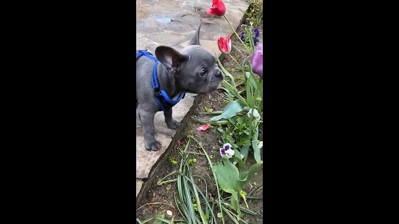 Funny Pets Compilation 4