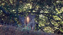 Dehesa el bosque del lince ibérico Película