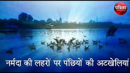 खूबसूरत पंछियों का वीडियो: नर्मदा जबलपुर में साइबेरियन पक्षी आए