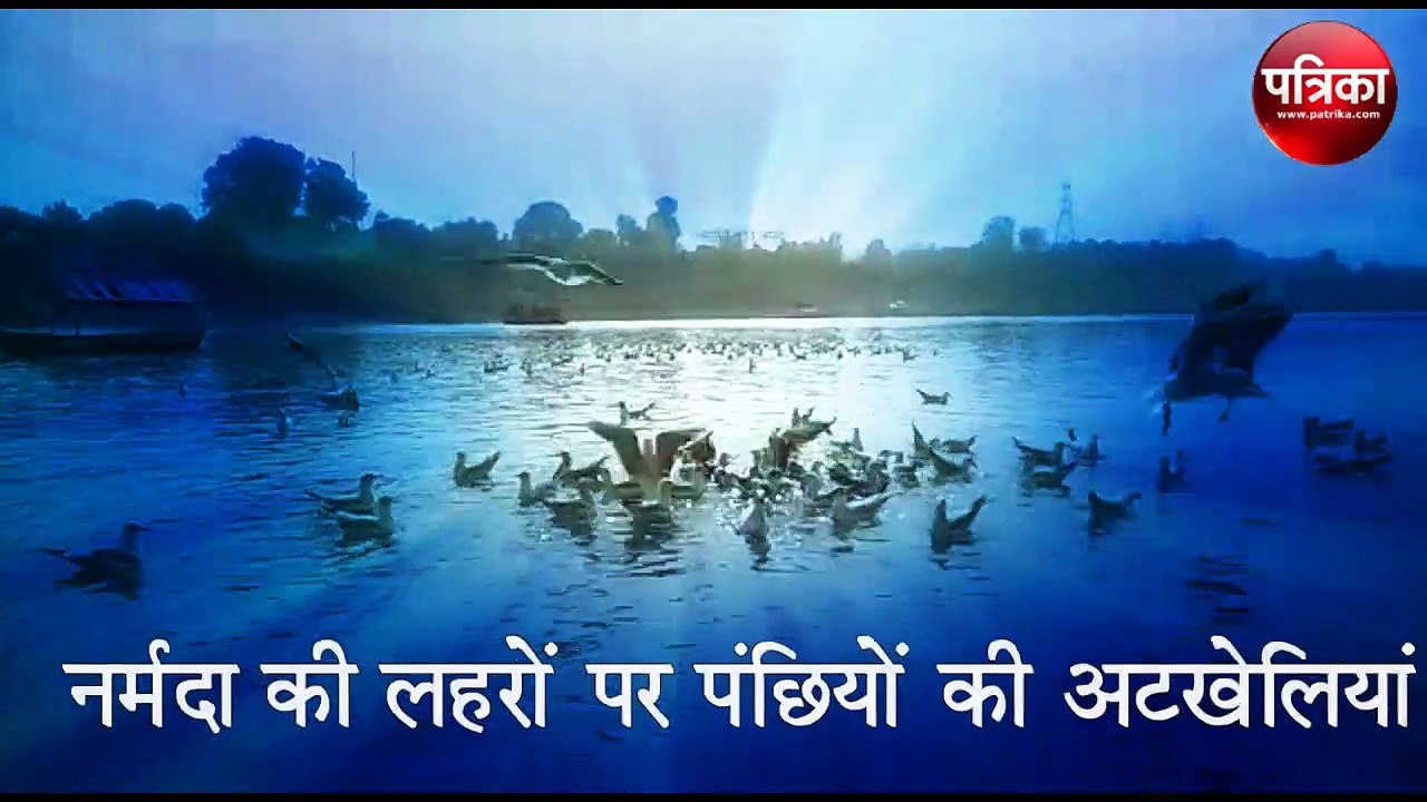 खूबसूरत पंछियों का वीडियो: नर्मदा जबलपुर में साइबेरियन पक्षी आए