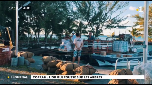 Coprah : l'or qui pousse sur les arbres.