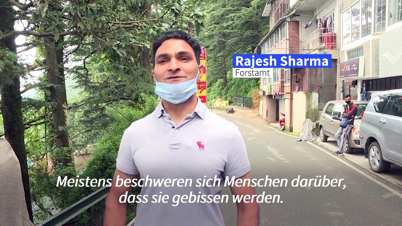 Marodierende Affenbanden machen indische Stadt unsicher