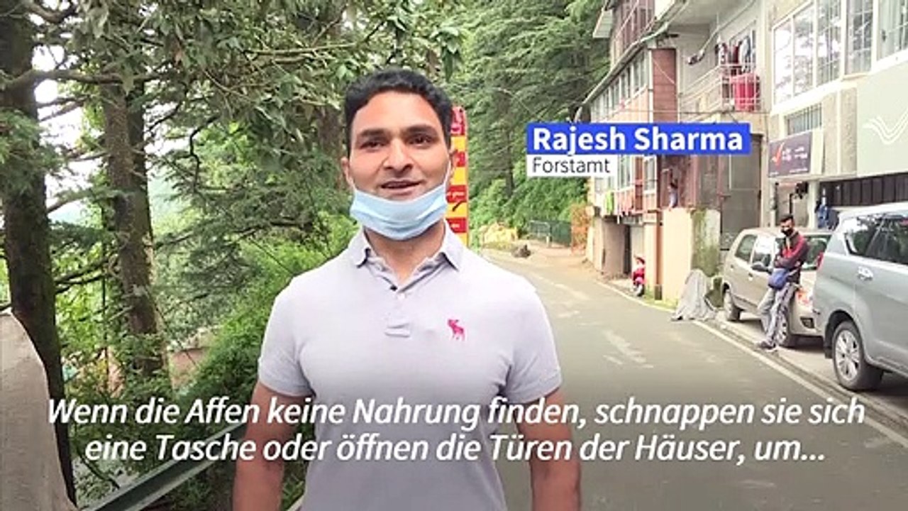 Marodierende Affenbanden machen indische Stadt unsicher