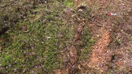 Genç girişimci 90 kovan arısından 30’u telef edildi