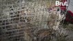 A flying squirrel trafficking ring shut down in Florida