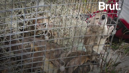 A flying squirrel trafficking ring shut down in Florida