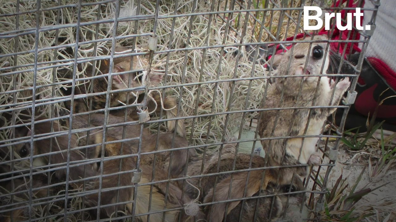 A flying squirrel trafficking ring shut down in Florida
