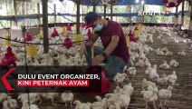 Pengusaha Event Organizer di Medan Alih Profesi Menjadi Peternak Ayam Sukses