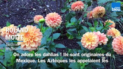 Roland Motte, jardinier : arrachez vos dahlias et multipliez-les