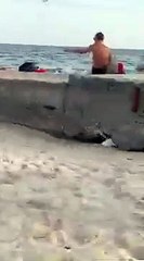 Un chat attrape une mouette