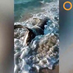 Un requin échoué sur une côte libyenne est retrouvé avec une lame d'espadon dans le dos