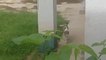 Indian webseries 2020 "cat detectives " epi 1|Funny kitten videos| Neighbour's funny cat |Bengali webseries " GOYENDA BERA "