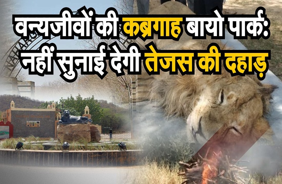 Nahargarh Bio park: नहीं सुनाई देगी शेर तेजस की...