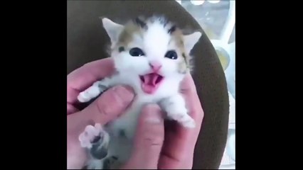 Kittens Mittens