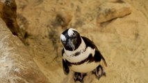 South Africa’s Covid-19 lockdown leaves aquarium penguins ‘stressed out’