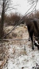Moose Meanders Past Man Within Feet