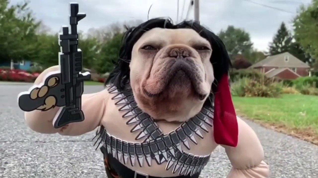 Rambo Dog