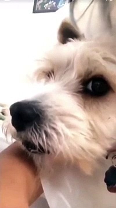 Le regard du chien lorsque sa maîtresse se met à tousser