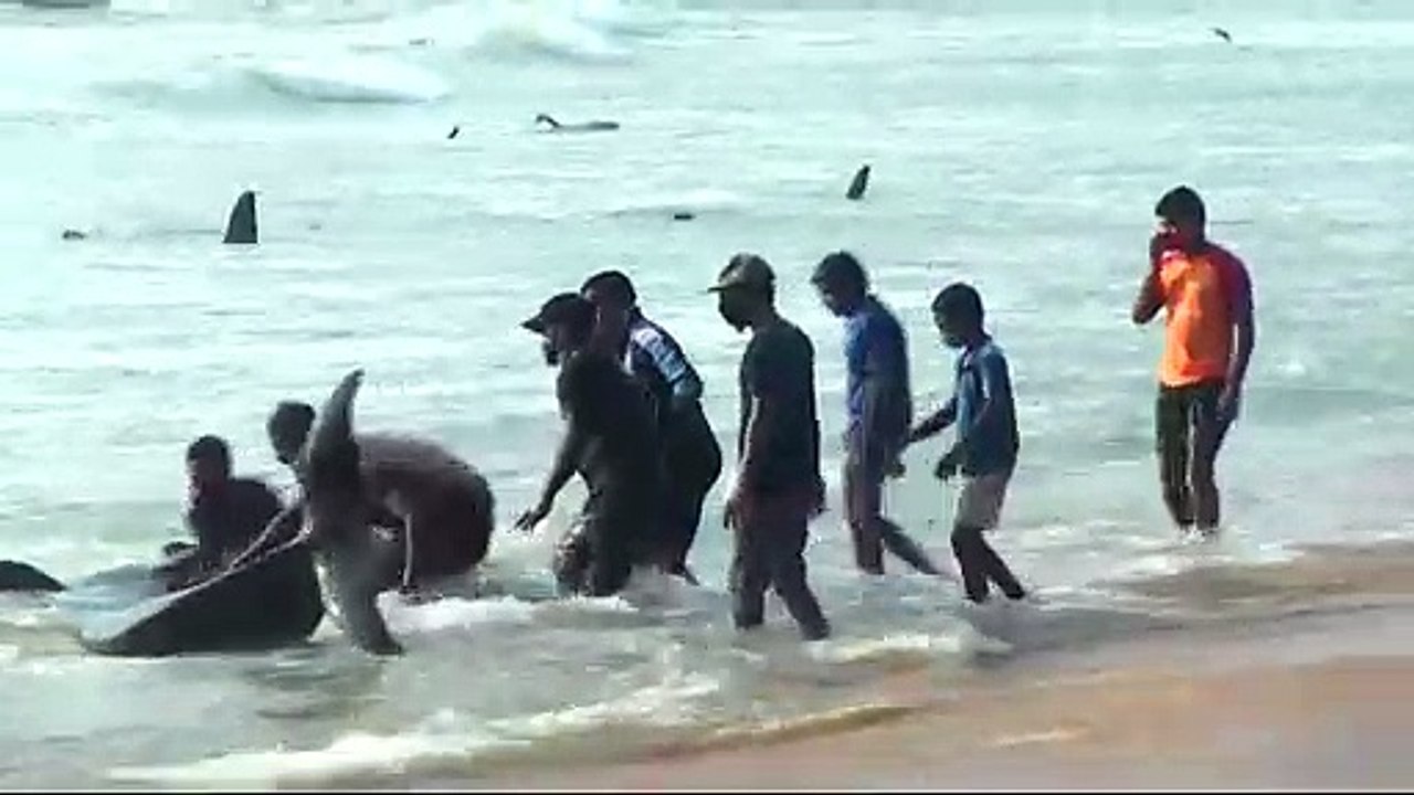 Salvados cerca de 120 delfines calderones varados en Sri Lanka